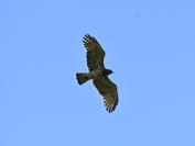 Circaetus gallicus