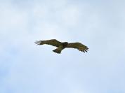 Circaetus gallicus