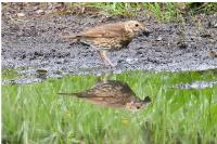 Turdus philomelos
