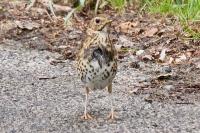 Turdus philomelos