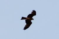 Milvus migrans