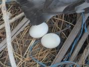 Columba livia