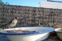 Carduelis carduelis