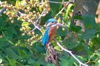 Alcedo atthis