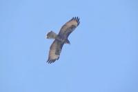 Buteo buteo