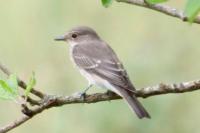 Muscicapa striata