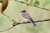 Muscicapa striata