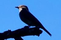 Muscicapa striata