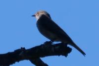 Muscicapa striata
