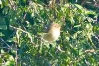 Phylloscopus collybita