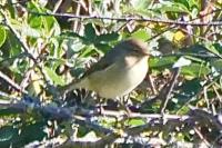 Phylloscopus collybita