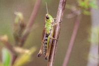 Pseudochorthippus parallelus