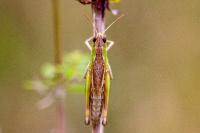 Pseudochorthippus parallelus
