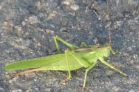 Tettigonia viridissima