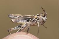 Omocestus petraeus
