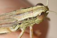 Euchorthippus declivus