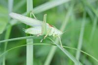 Tettigonia viridissima
