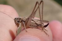 Tessellana tessellata