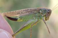 Platycleis albopunctata