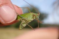 Phaneroptera falcata