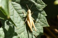 Euchorthippus elegantulus