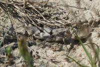 Oedipoda caerulescens