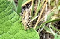 Pezotettix giornae