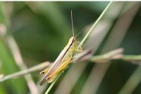 Mecostethus parapleurus