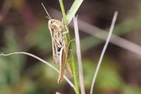 Euchorthippus