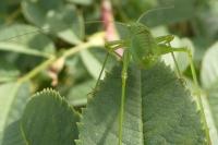 Leptophyes punctatissima