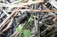 Gryllus campestris