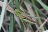 Pseudochorthippus parallelus