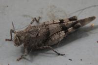 Oedipoda caerulescens