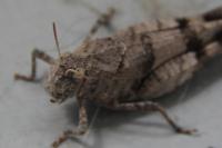 Oedipoda caerulescens
