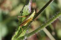 Mecostethus parapleurus