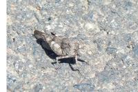 Oedipoda caerulescens