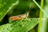 Mecostethus parapleurus