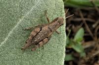 Pezotettix giornae