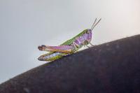 Pseudochorthippus parallelus