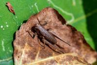 Pholidoptera griseoaptera
