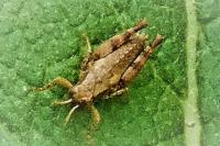 Pezotettix giornae