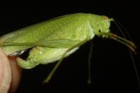 Phaneroptera nana