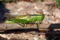 Mecostethus parapleurus