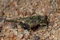 Paratettix meridionalis