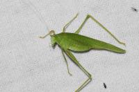 Phaneroptera nana
