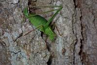 Leptophyes punctatissima