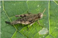 Pezotettix giornae