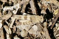 Oedipoda caerulescens