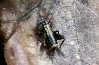 Nemobius sylvestris