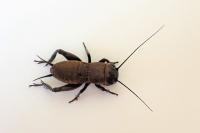 Gryllus campestris